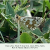 pyrgus alveus ararat female 2